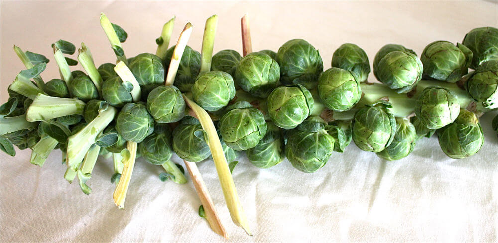 brussels sprouts stalk